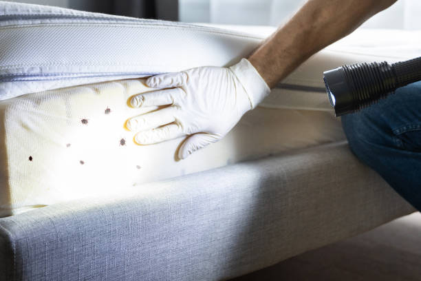 Best Mosquito Control Services  in Wright City, MO