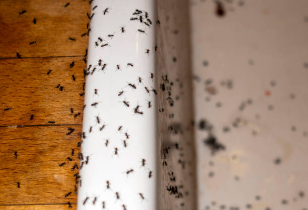 Best Termite Control Services  in Wright City, MO
